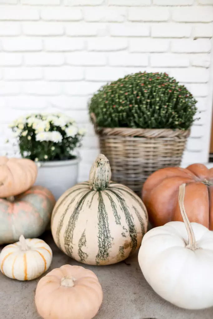 My Plant Hack You Need to Know for Fall! – Halfway Wholeistic